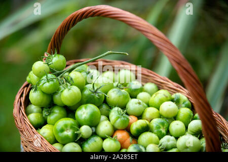 Non maturate pomodori verdi per rendere il chutney REGNO UNITO Foto Stock