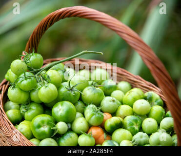 Non maturate pomodori verdi per rendere il chutney REGNO UNITO Foto Stock