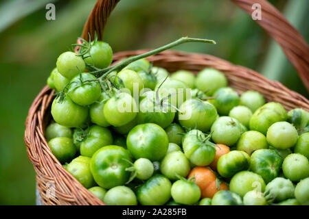 Non maturate pomodori verdi per rendere il chutney REGNO UNITO Foto Stock