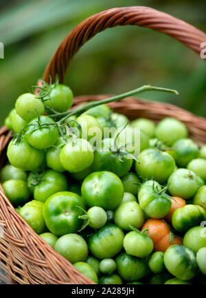 Non maturate pomodori verdi per rendere il chutney REGNO UNITO Foto Stock