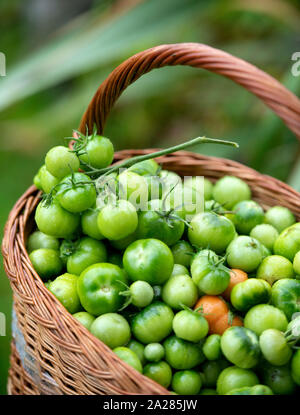 Non maturate pomodori verdi per rendere il chutney REGNO UNITO Foto Stock