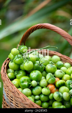 Non maturate pomodori verdi per rendere il chutney REGNO UNITO Foto Stock