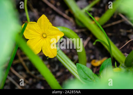 Cetriolo fiore pianta organica giardino campo vicino il cibo crudo naturale vegetale agricoltura Foto Stock