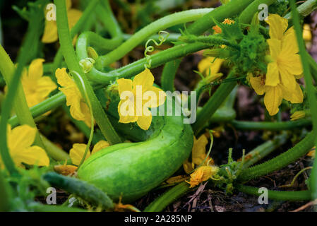 Cetriolo fiore pianta organica giardino campo vicino il cibo crudo naturale vegetale agricoltura Foto Stock