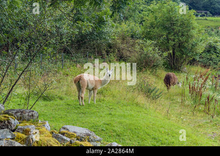 Baby Llama - Craig Highland Farm Foto Stock