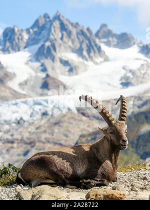 Alpine Ibex, Aiguilles Rouge massiccio, Chamonix Mont Blanc, Alta Savoia, Francia Foto Stock