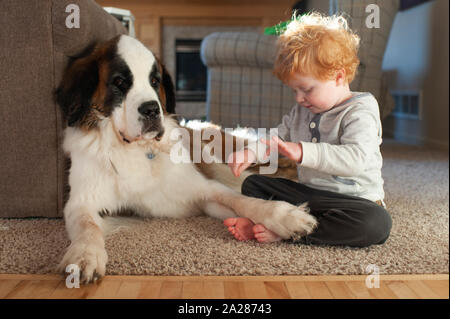 Il Toddler boy gioca con i cani il piede sul pavimento con cane dando fastidio volto Foto Stock