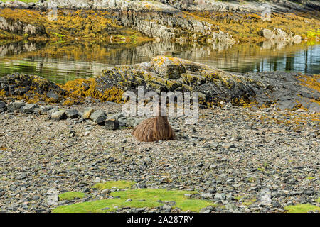 Llama sulla spiaggia rocciosa in Scozia. Foto Stock