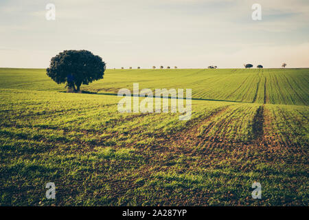 Struttura sotto il cielo di cloud e campo verde Foto Stock