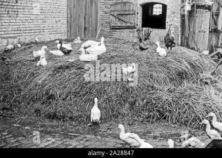 Enten und Hühner aus einem Misthaufen in der Ortschaft Saaleck unterhalb der Burg im Saaleck Burgenlandkreis, Deutschland 1950. I volatili di un dungheap presso il villaggio di Saaleck con Saaleck castello su una collina, Germania 1950. Foto Stock