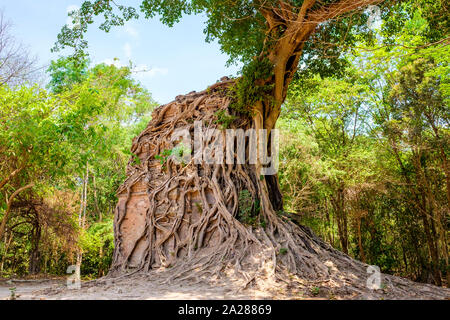 Un grande albero cresce oltre Pre-Angkorian rovine del tempio a Sambor Prei Kuk, Kampong Thom Provincia, Cambogia Foto Stock