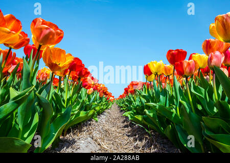 Paesi Bassi, North Holland, Callantsoog. Tulip variopinti fiori contro un cielo blu, nei pressi del villaggio di Zipje. Foto Stock