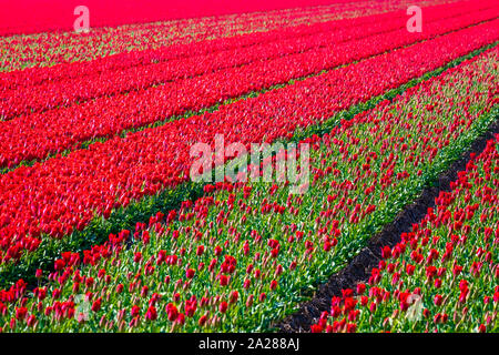 Netherlands, North Holland, Den Helder. Rows of colorful flowering tulips in a bulb field in spring. Foto Stock