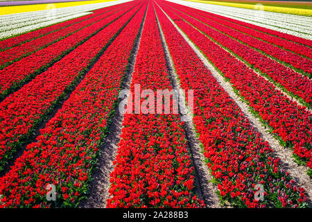Paesi Bassi, North Holland, Burgerbrug. Rosso brillante campo di tulipani in primavera. Foto Stock