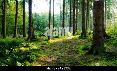 Bella foresta su una mattina in estate con la luce diretta del sole che splende attraverso gli alberi Foto Stock