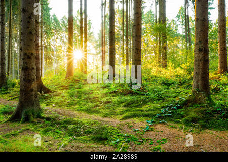 Bella foresta in primavera con la luce diretta del sole che splende attraverso gli alberi Foto Stock