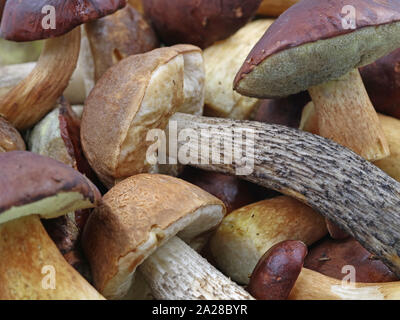 Close up di fresco funghi raccolti dalla foresta bavarese, la raccolta di funghi selvatici sfondo Foto Stock