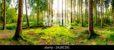 Bellissimo il panorama della foresta in primavera con un luminoso sole che splende attraverso i grandi alberi e il suolo della foresta è coperto di muschio ed erbe Foto Stock