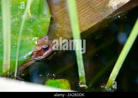 Rana guarda fuori da sotto una foglia Foto Stock