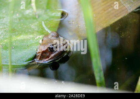 Rana guarda fuori da sotto una foglia Foto Stock