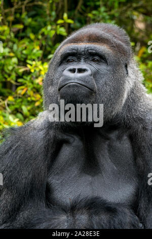 Pianura occidentale (gorilla Gorilla gorilla gorilla) maschio silverback nativo di foresta tropicale in Africa centrale Foto Stock