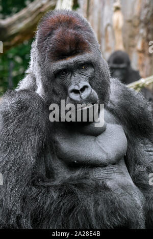 Pianura occidentale (gorilla Gorilla gorilla gorilla) maschio silverback nativo di foresta tropicale in Africa centrale Foto Stock