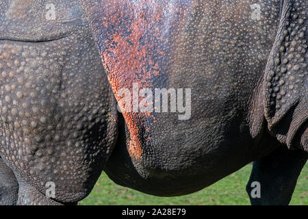 Il rinoceronte indiano / maggiore di un corno di rinoceronte / grande rinoceronte indiano (Rhinoceros unicornis) close-up di verruca-come urti e rosato pieghe della pelle Foto Stock