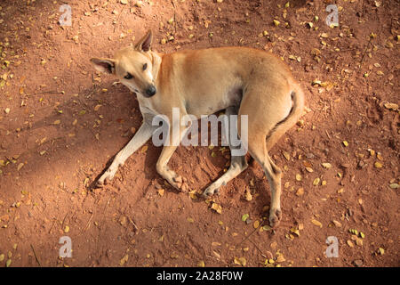 Un grande cane randagio di colore rosso si trova su terreno asciutto Foto Stock