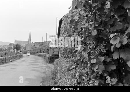 Blick auf die Mosel bei Kröv mit der Pfarrkirche Sankt Remigius, Deutschland 1968. Vista sul fiume Moselle a Kroev con la Santa Chiesa Remigius, Germania 1968. Foto Stock