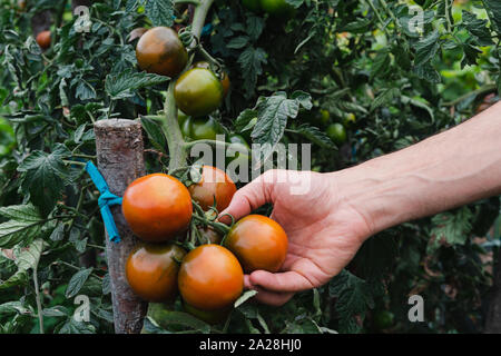 Raccolta di pomodori maturi a mano. Foto Stock