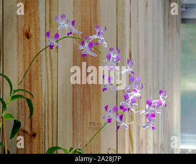 Dendrobium Palazzo Lillian Yamada "Jay' ORCHIDEA. Samuel Jones Serra delle Orchidee, South Texas Giardini Botanici nel Corpus Christi, Texas USA. Foto Stock