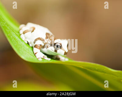 Latte blu raganella ubicazione sulla foglia - Trachycephalus resinifictrix Foto Stock