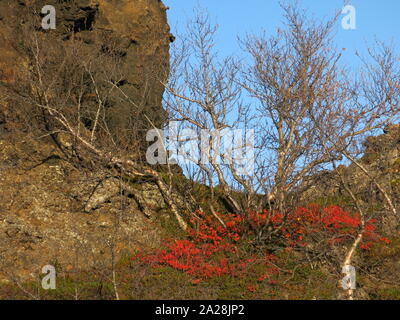 Colori autunnali nella vegetazione compongono uno splendido contrasto con il drammatico paesaggio vulcanico di Dimmuborgir; Islanda, Settembre 2019 Foto Stock