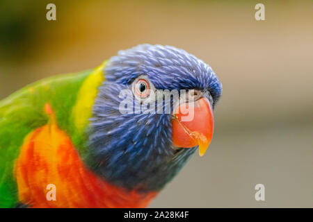 Noce di cocco, lorikeet (Trichoglossus haematodus), ritratto di testa Foto Stock