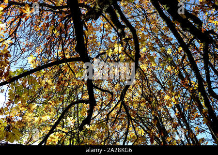 Ippocastano albero canopy contro un chiaro cielo autunnale Foto Stock