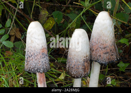 Coprinus comatus (shaggy copertura di inchiostro) è un fungo comune che spesso si trova in prati, boschi e banchine delle strade. Esso secerne liquido nero riempito con spore. Foto Stock