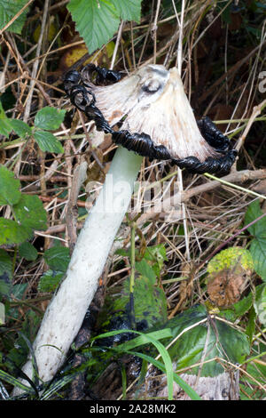 Coprinus comatus (shaggy copertura di inchiostro) è un fungo comune che spesso si trova in prati, boschi e banchine delle strade. Esso secerne liquido nero riempito con spore. Foto Stock