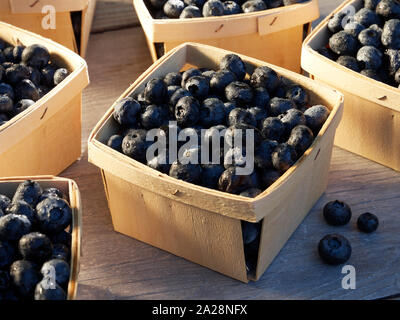 Piccoli cestini di mercato degli agricoltori pronti pinte, 550ml, di appena raccolto i mirtilli su un giardino Tavolo di lavoro sotto il sole Foto Stock