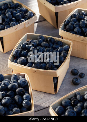 Piccoli cestini di mercato degli agricoltori pronti pinte, 550ml, di appena raccolto i mirtilli su un giardino Tavolo di lavoro sotto il sole Foto Stock