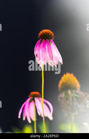 Echinacea purpurea in inizio di caduta. Fioritura le estremità. La pianta è una pianta perenne. Stimola il sistema immunitario, importante per la farmacia Foto Stock