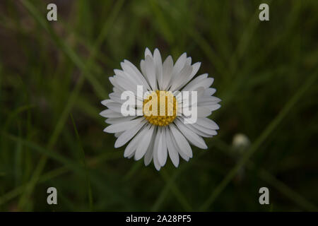 Un margherite bloom con soft sfondo verde presi nelle alpi svizzere. Foto Stock