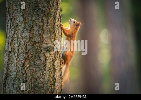 Curioso scoiattolo rosso in autunno park Foto Stock