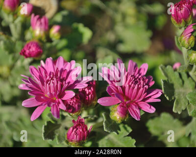 Close up di rosa crisantemi nel giardino, Chrysanthémum × koreanum Foto Stock