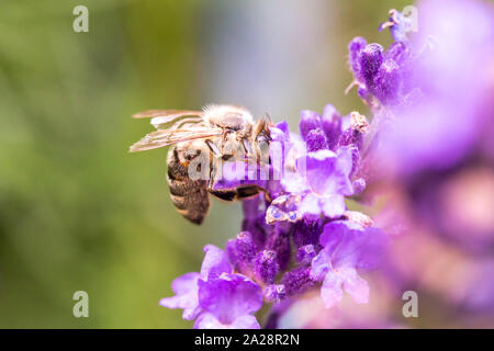 L'impollinazione delle api su un fiore di lavanda. Foto macro. Close up. Foto Stock