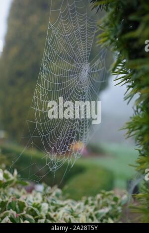 Gli inverni Bejewelling nebbia una spider Web. Exeter crematorio, Devon, Regno Unito. Foto Stock