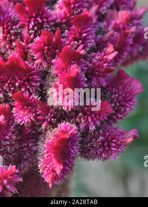 Primo piano di viola cockscomb Celosia argentea cristata Foto Stock