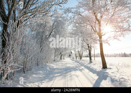 Stupendo inverno nevoso viale alberato in campagna, il sole splende attraverso gli alberi. Alberi coperti di brina. Foto Stock