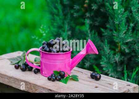 Fresche e mature sparsi di ribes nero e un metallo di colore rosa annaffiatoio sul vecchio tavolo in legno, estate concetto di raccolto Foto Stock