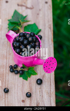 Fresche e mature sparsi di ribes nero e un metallo di colore rosa annaffiatoio sul vecchio tavolo in legno, estate concetto di raccolto Foto Stock