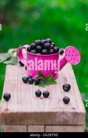 Fresche e mature sparsi di ribes nero e un metallo di colore rosa annaffiatoio sul vecchio tavolo in legno, estate concetto di raccolto Foto Stock